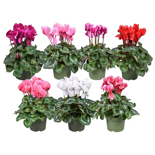 Cyclamen Gr Gemengd črepník 13 cm