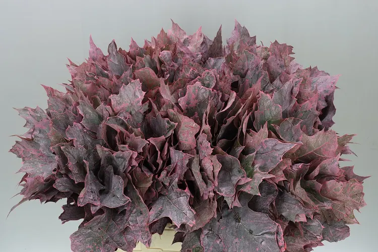 Quercus Rubra Pink 20st 60 cm