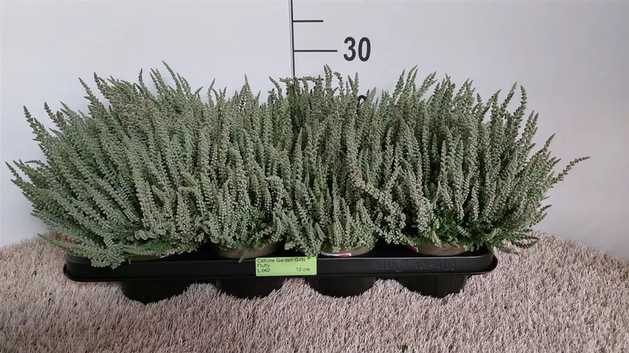 Calluna G.girls Fluffy črepník 12 cm