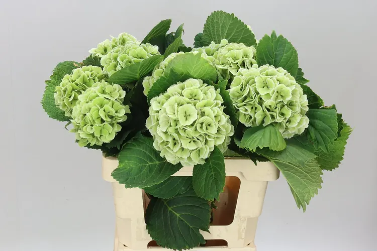 Hyd Lolly Pop Green Classic 60 cm