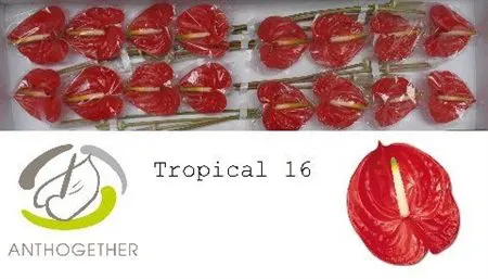 Anth Tropical
