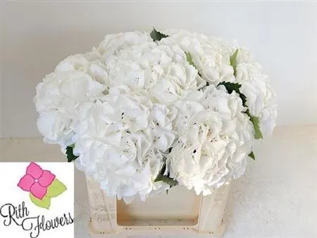 Hyd Schneeball 50 cm