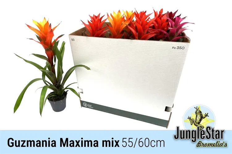 Guzmania mix črepník 13 cm