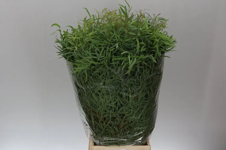 Nicoli 80 cm
