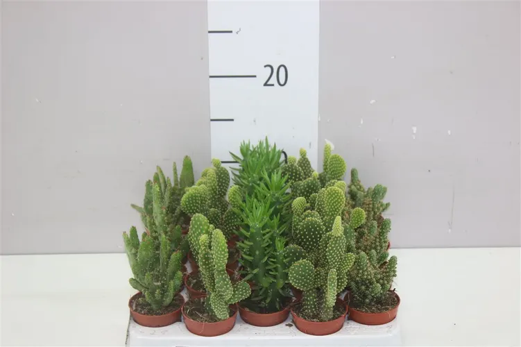 Opuntia Mix črepník 5,5 cm