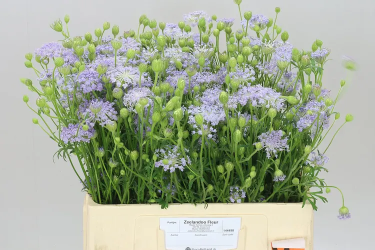 Didiscus Lavendel 60 cm