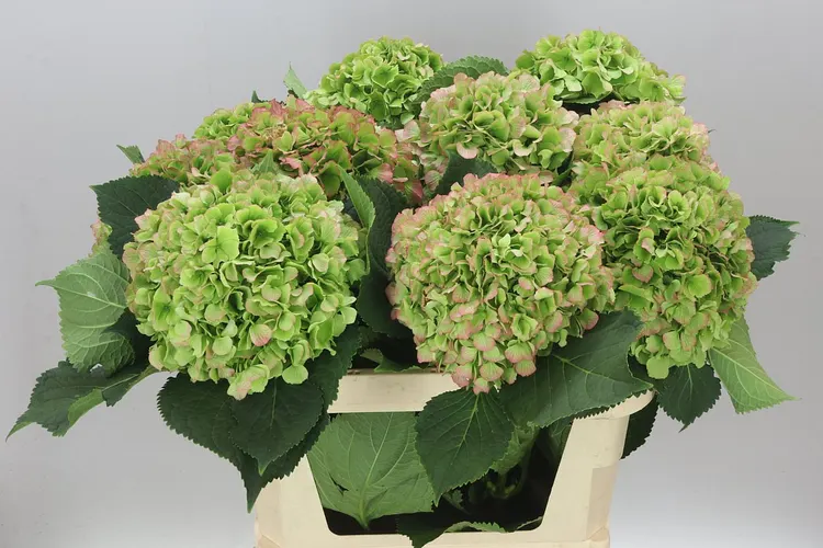 Hyd Verena Green Red Classic 80 cm