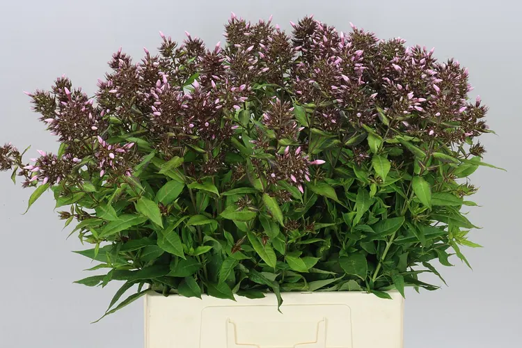 Phlox P Bright Eyes 70 cm