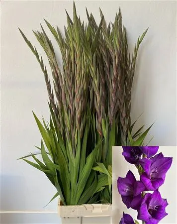 Glad Purple Flora 120 cm
