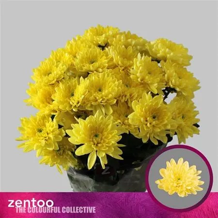 Chr T Baltica Yellow 70 cm