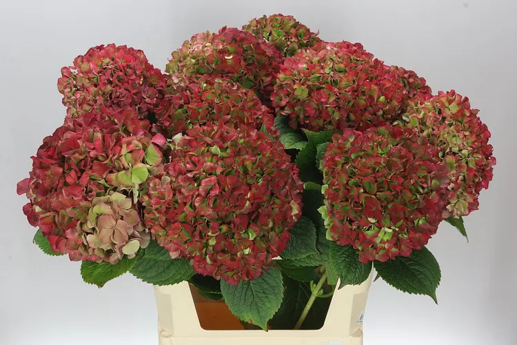 Hortenzia Glowing Alps Classic Green Red 80 cm