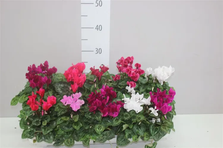 Cyclamen Kl Super Carino Gemengd črepník 10,5 cm
