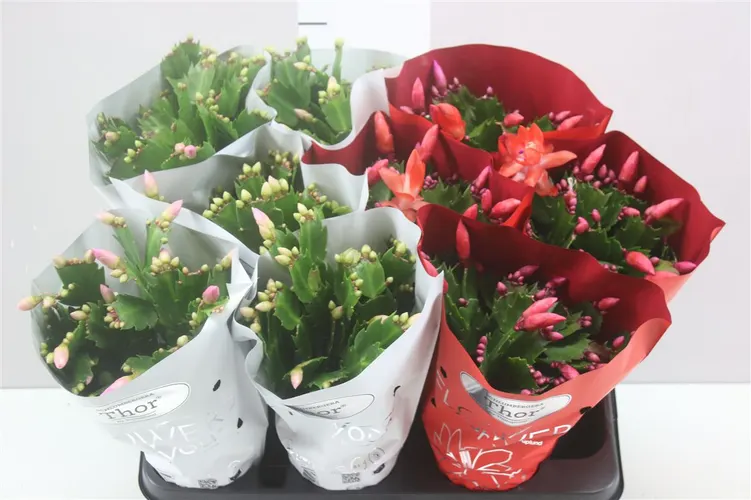 Schlumbergera mix 2 Kleuren črepník 11 cm