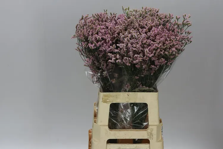 Limónium Sin China Pink 70 cm