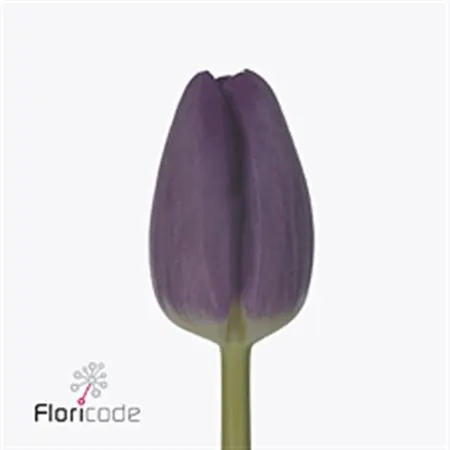 Tulipa En Bullit