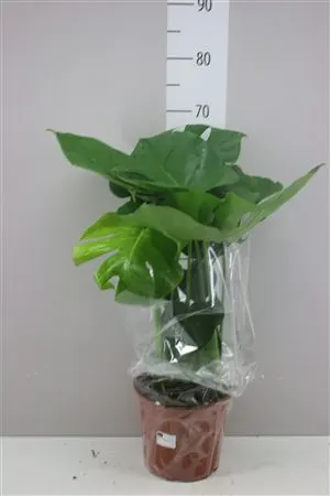 Monstera Deliciosa črepník 21 cm