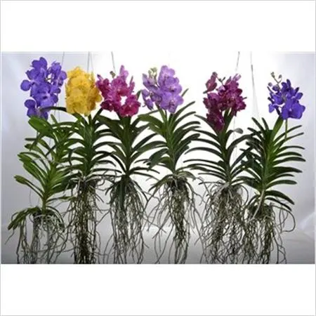 Orchidey ostatné (Orchid Plants)