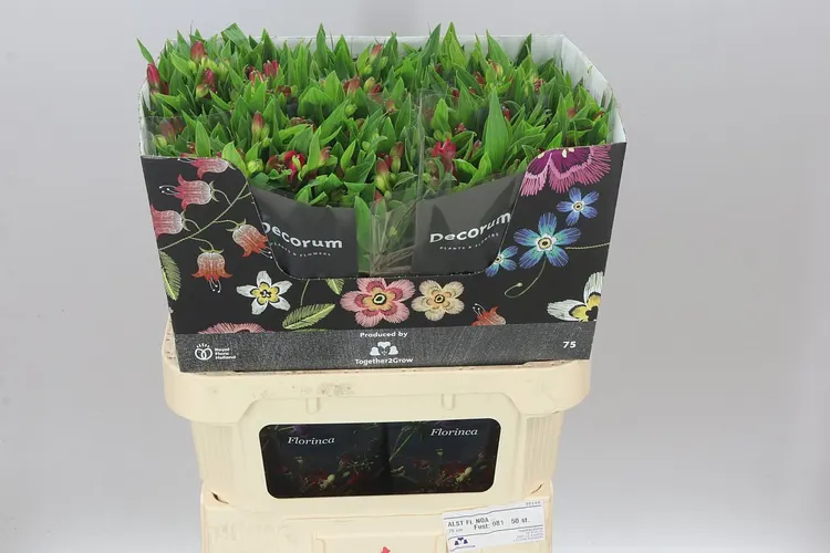 Alstro Charm Noa 75 cm