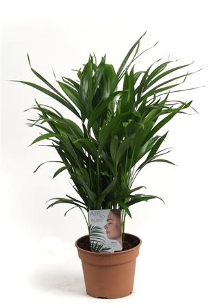 Chrysalidocarpus Areca črepník 17 cm