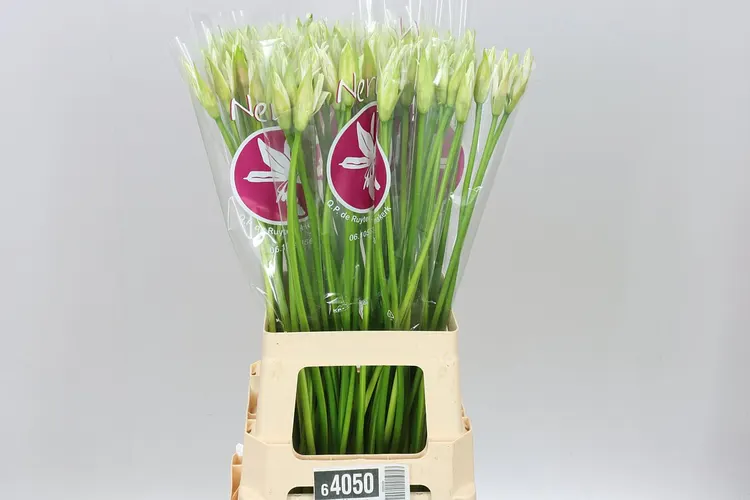 Nerine Bo Bianca Perla 70 cm