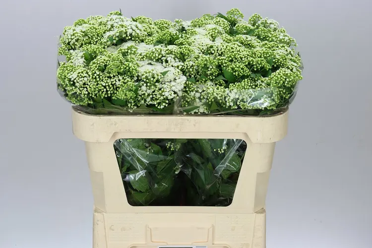 Eupatorium Ru Braunlaub 72 cm