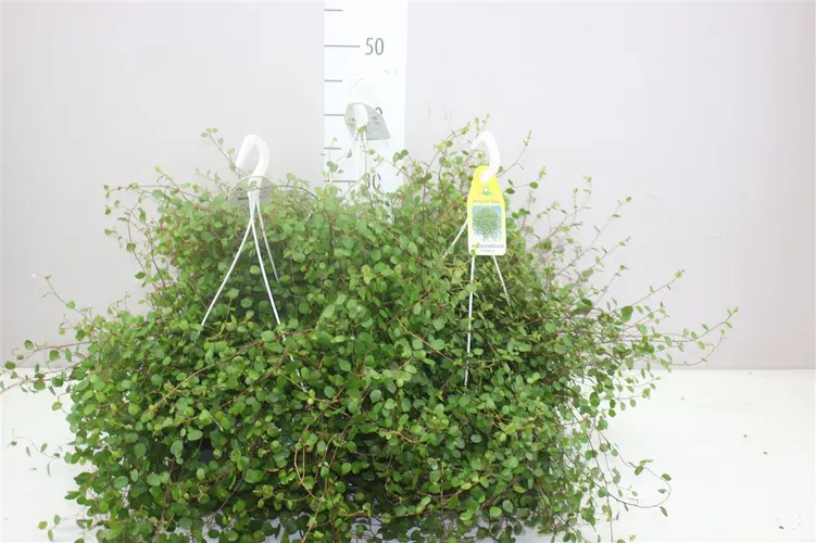 Muehlenbeckia Hang črepník 22 cm