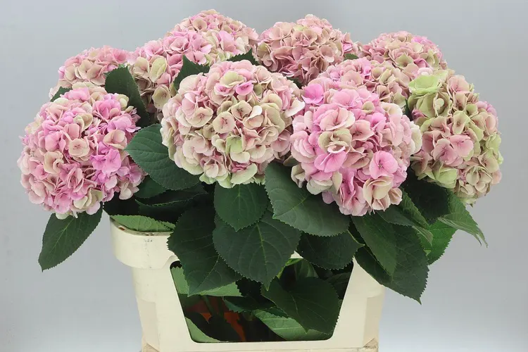 Hyd Heaven Classic 80 cm
