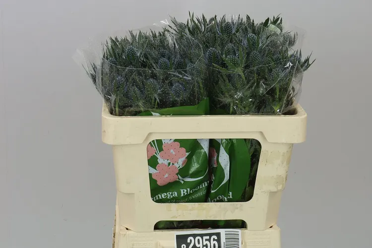 Eryngium Blue Lagoon 50 cm