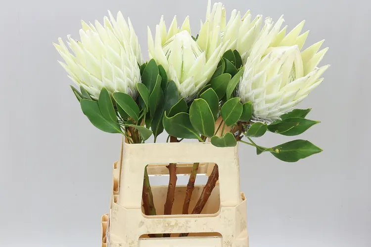 Protea Cynaroides Arctic Ice 60 cm