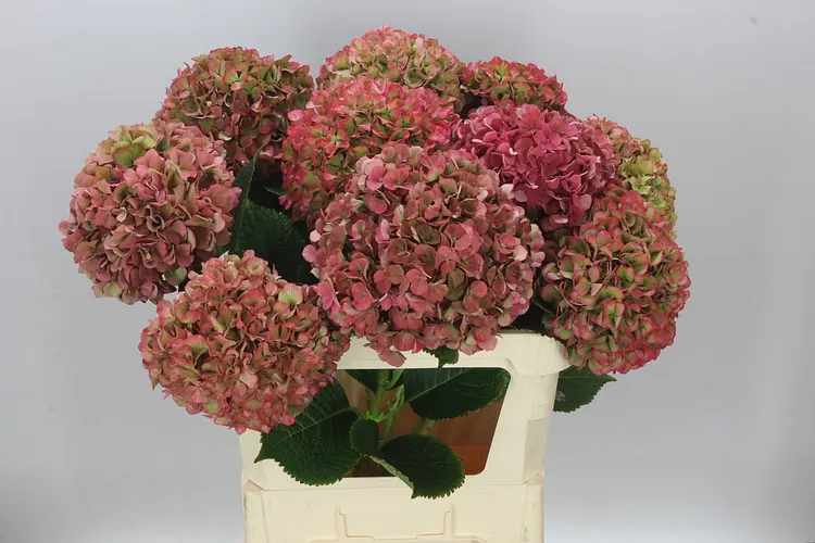Hortenzia Glow Alps Classic Pink 80 cm