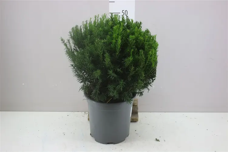 Taxus Me Groenland Bolvormig črepník 24 cm