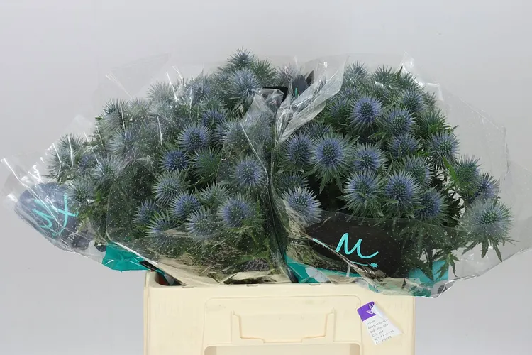 Eryngium Magnet 60 cm