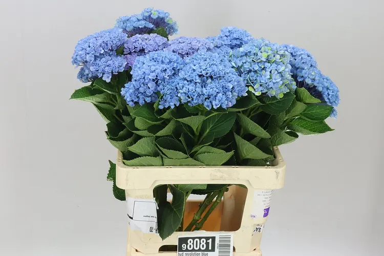 Hyd Revolution Blue 60 cm