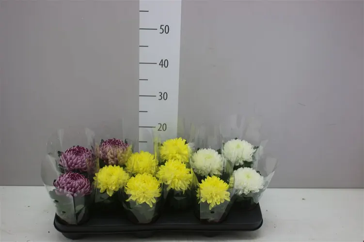 Chryzantéma črepníková Deco mix črepník 9 cm