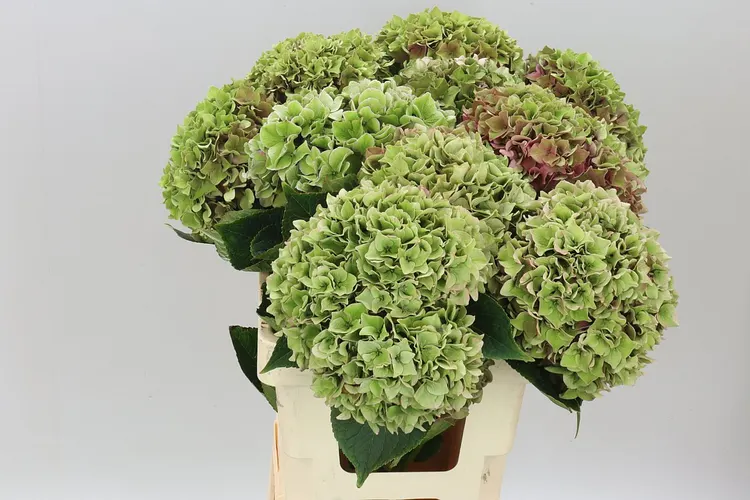 Hyd Rodeo Green Classic 60 cm