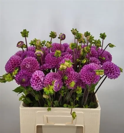 Dahlia Cornel Lila 50 cm