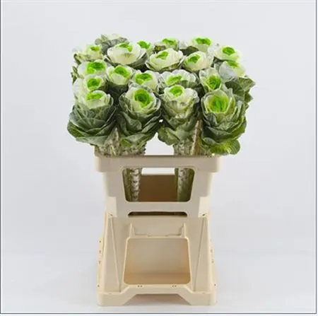 Brassica Painted White Green 60 cm