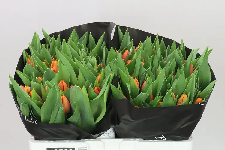 Tulipa En Time Out 40 cm