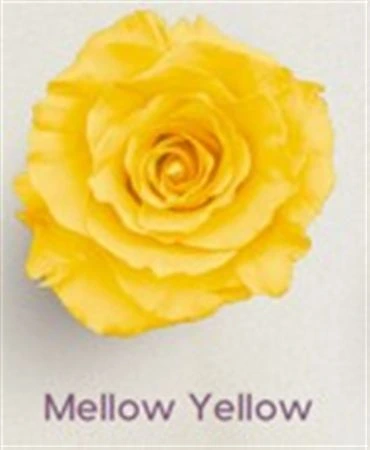 Ruža farbená Mellow Yellow, Ekvádor 50 cm