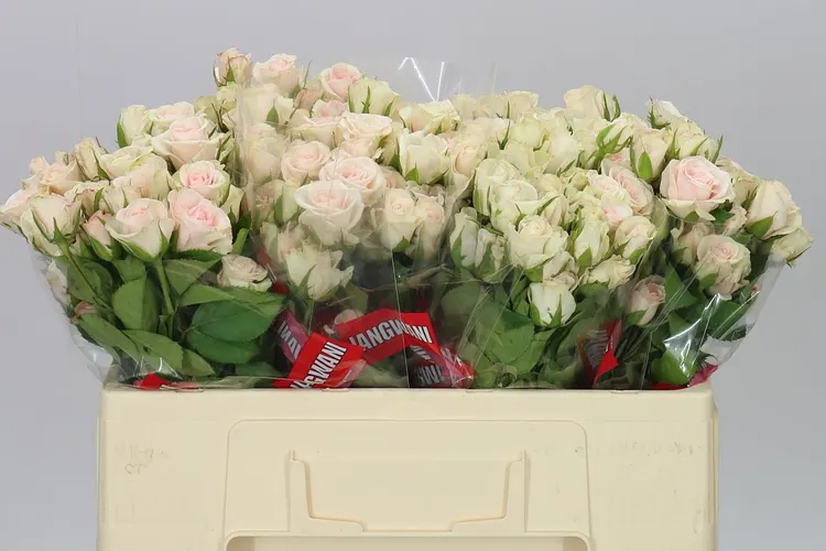 Rosa Tr Royal Porcelina Imp 50 cm