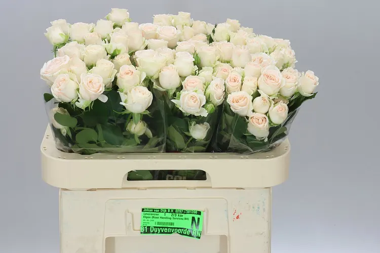 Rosa Tr Sofie X5 60 cm