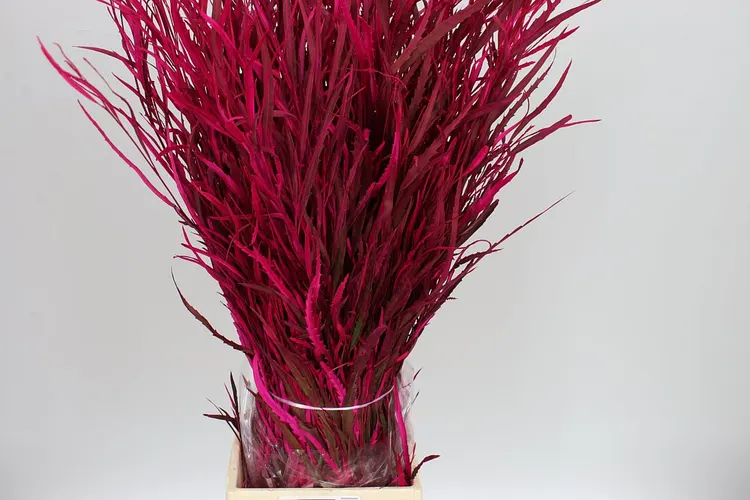 Grevilea Cerise 80 cm