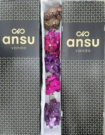 Vanda Surprise Mix Box