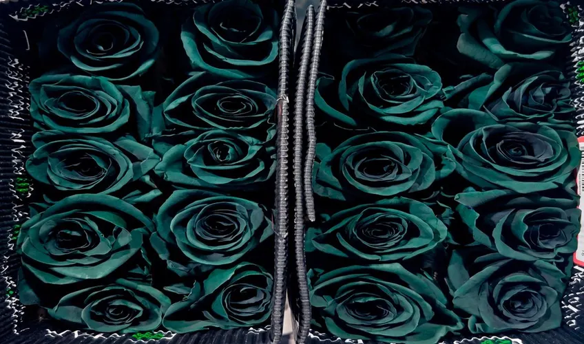 Ruža farbená Olive, Ekvádor 50 cm
