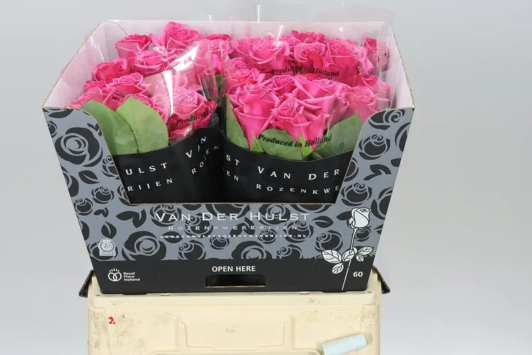 Rosa Gr Kiss Me Kate 60 cm
