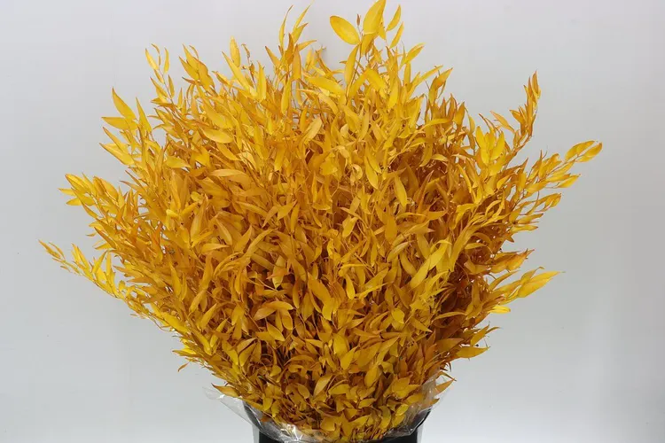 Ruscus Long Yellow 80 cm