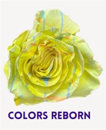 Ruža farbená Colors Reborn, Ekvádor 50 cm