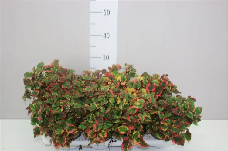 Houttuynia Co Chameleon črepník 13 cm