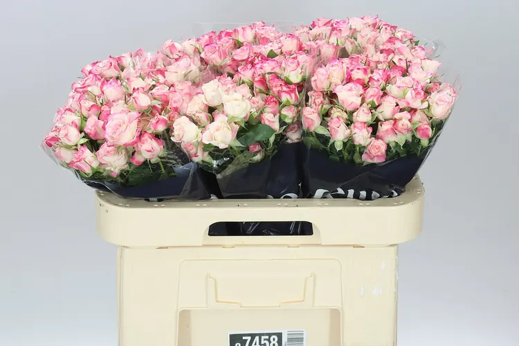 Rosa Tr Reflex 2/4 60 cm