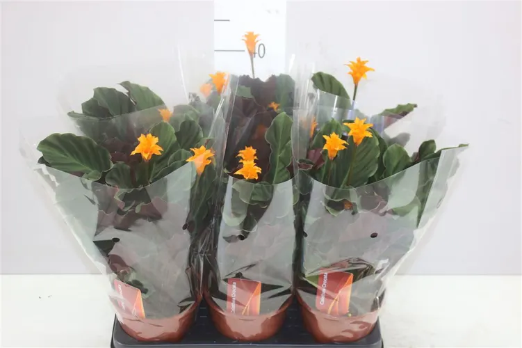 Calathea Crocata 3+ črepník 14 cm